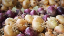 فوائد البصل الطبية والصحية 