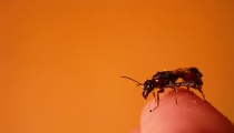 فكره رائعه للتخلص من النمل 