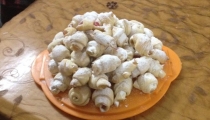 مقروطه بالحلقوم 