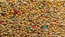 فوائد اليانسون