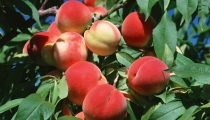 الخوخ وفوائده